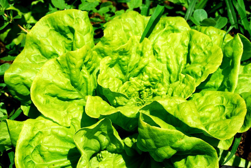 Empreendedor agroecol�gico � destaque na Para�ba