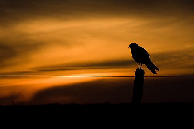 Reiven��o por um lugar ao sol