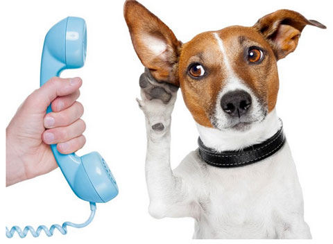 17 dicas para fazer liga��es ativas que d�o resultados.