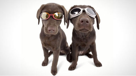 Empresa cria �culos de sol estiloso para cachorros