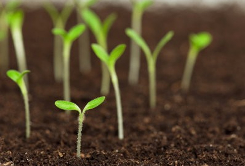 4 dicas para deixar sua empresa mais sustent�vel