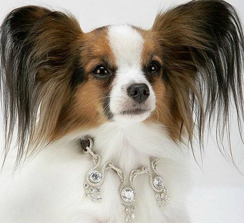 Pet shops apostam em roupas de grife e acess�rios com cristais