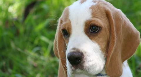 10 startups que apostam no promissor mercado de pets