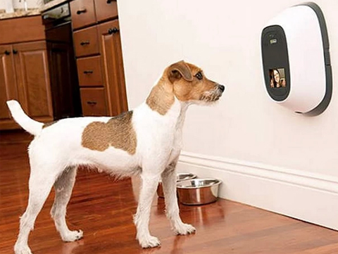 Sistema permite comunica��o a dist�ncia entre animais e seus donos